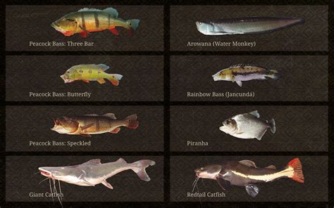 A database of freshwater fish species of the Amazon Basin.